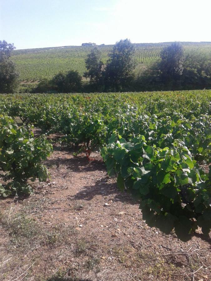 La Maison Des Vignes Charentay Luaran gambar