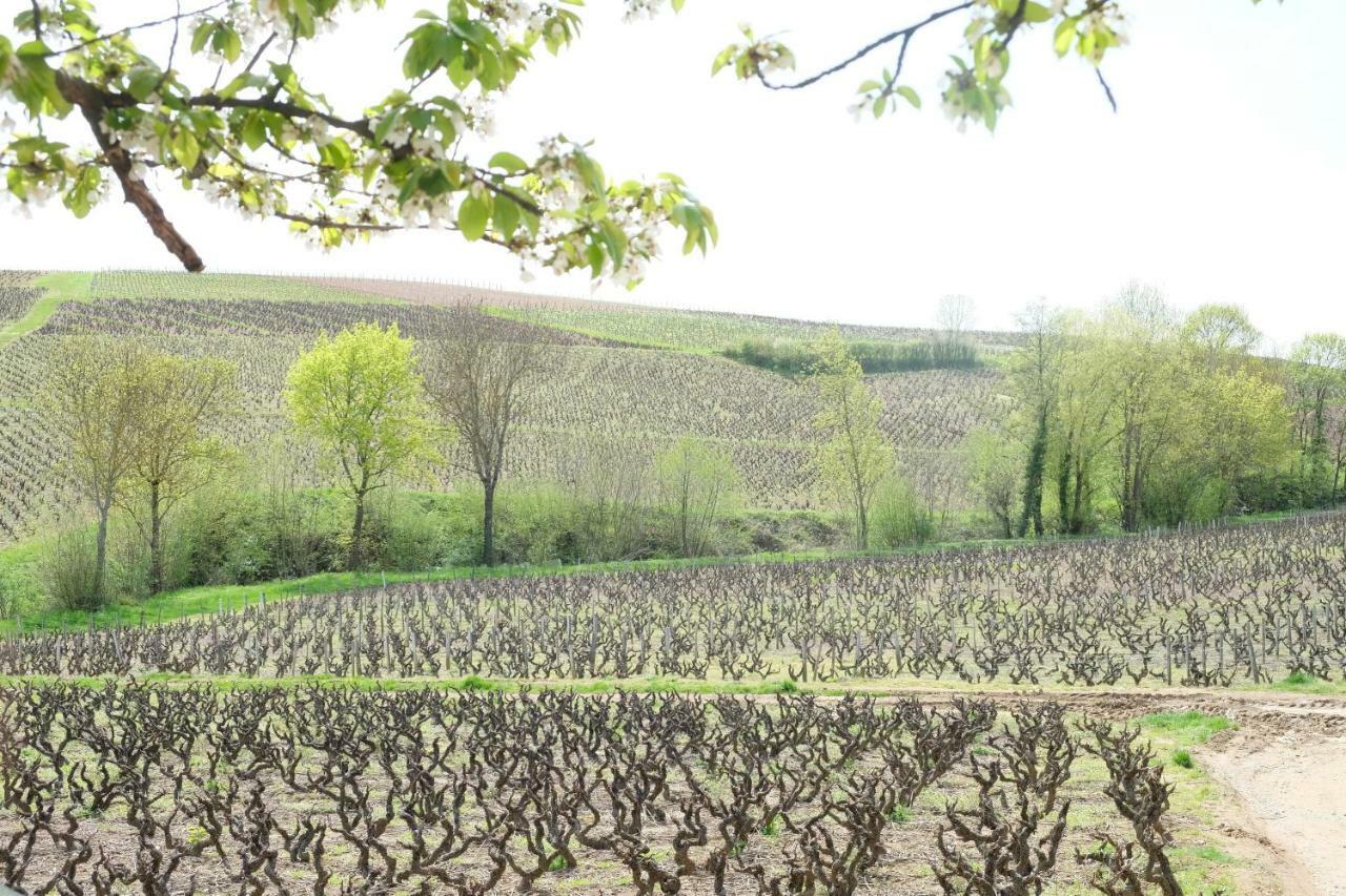 La Maison Des Vignes Charentay Luaran gambar